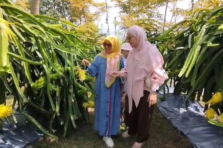 Wisata petik buah naga kuning sambil menikmati udara sejuk (Foto : Darfan)
