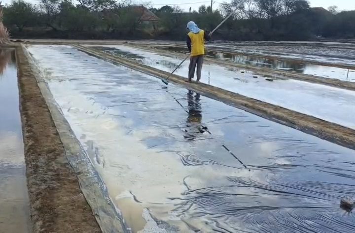 Musim kemarau dimanfaatkan petani garam untuk mulai panen di tambak-tambak garapan mereka di Kecamatan Pangenan, Kabupaten Cirebon. (Foto : Darfan)