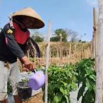 Kemarau Panjang, Petani Beralih Tanam Palawija (Foto : Darfan)
