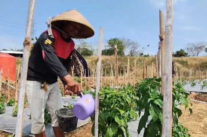 Kemarau Panjang, Petani Beralih Tanam Palawija (Foto : Darfan)