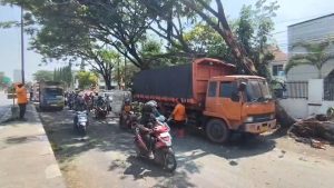Kecelakaan tunggal terjadi di Jalur Pantura Mundu, Kabupaten Cirebon. Sebuah truk pengangkut batubara yang melaju dari Cirebon menuju arah Jawa menabrak ranting pohon (Foto : Darfan)