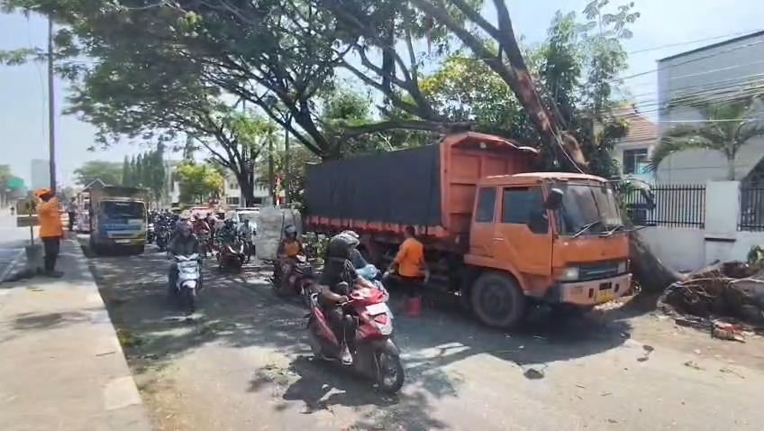 Kecelakaan tunggal terjadi di Jalur Pantura Mundu, Kabupaten Cirebon. Sebuah truk pengangkut batubara yang melaju dari Cirebon menuju arah Jawa menabrak ranting pohon (Foto : Darfan)