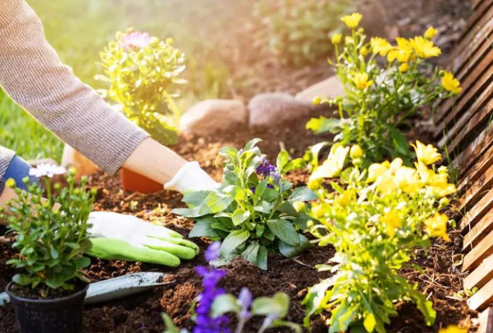 Ilustrasi berkebun. (Sumber Foto: Istock)