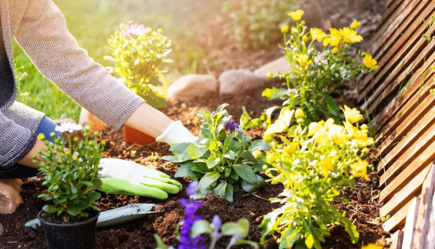 Ilustrasi berkebun. (Sumber Foto: Istock)