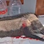Seekor babi hutan masuk ke pemukiman warga di Desa Subang, Kecamatan Subang, Kabupaten Kuningan (Foto : Darfan)
