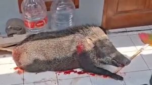 Seekor babi hutan masuk ke pemukiman warga di Desa Subang, Kecamatan Subang, Kabupaten Kuningan (Foto : Darfan)