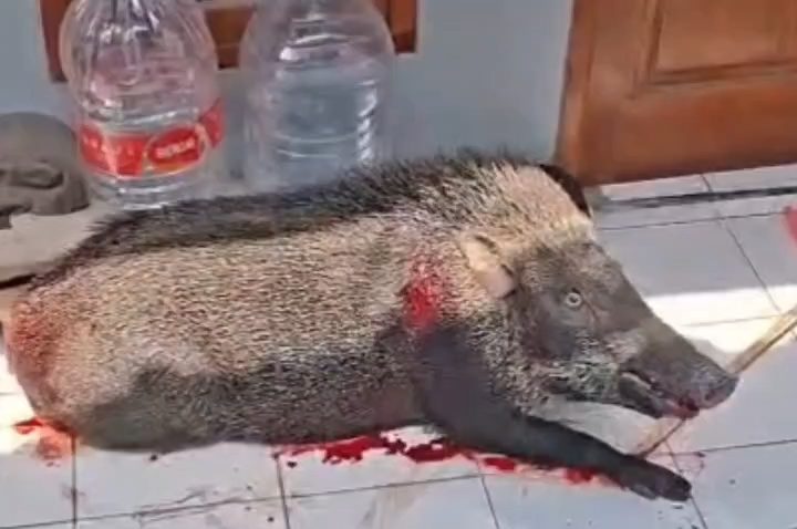 Seekor babi hutan masuk ke pemukiman warga di Desa Subang, Kecamatan Subang, Kabupaten Kuningan (Foto : Darfan)
