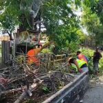 Pohon Tumbang Timpa Pengendara, Suami Istri Terluka dan Dilarikan ke Rumah Sakit (Foto : Darfan)