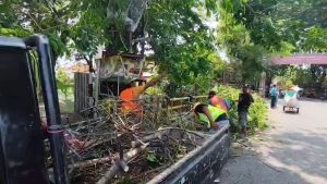 Pohon Tumbang Timpa Pengendara, Suami Istri Terluka dan Dilarikan ke Rumah Sakit (Foto : Darfan)