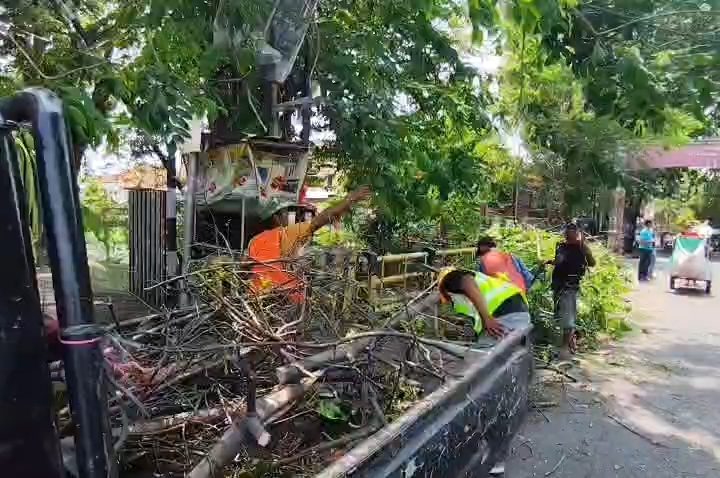 Pohon Tumbang Timpa Pengendara, Suami Istri Terluka dan Dilarikan ke Rumah Sakit (Foto : Darfan)