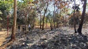 Seorang lansia ditemukan hangus terbakar di lahannya di Kabupaten Cirebon (Foto : Darfan)