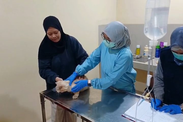 Memperingati Hari Rabies Sedunia, Dinas Ketahanan Pangan, Perikanan, dan Pertanian Kota Cirebon, Jawa Barat, menggelar vaksinasi rabies gratis (Foto : Darfan)
