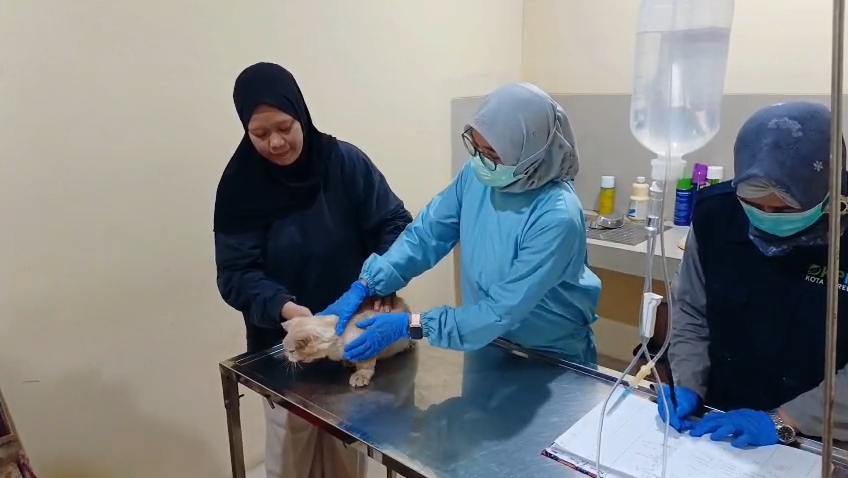 Memperingati Hari Rabies Sedunia, Dinas Ketahanan Pangan, Perikanan, dan Pertanian Kota Cirebon, Jawa Barat, menggelar vaksinasi rabies gratis (Foto : Darfan)