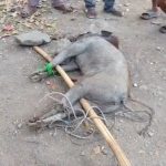 Babi Masuk Permukiman dan Serang Sejumlah Warga, Satu Orang Dilarikan ke Rumah Sakit (Foto : Darfan)