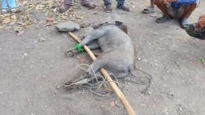 Babi Masuk Permukiman dan Serang Sejumlah Warga, Satu Orang Dilarikan ke Rumah Sakit (Foto : Darfan)