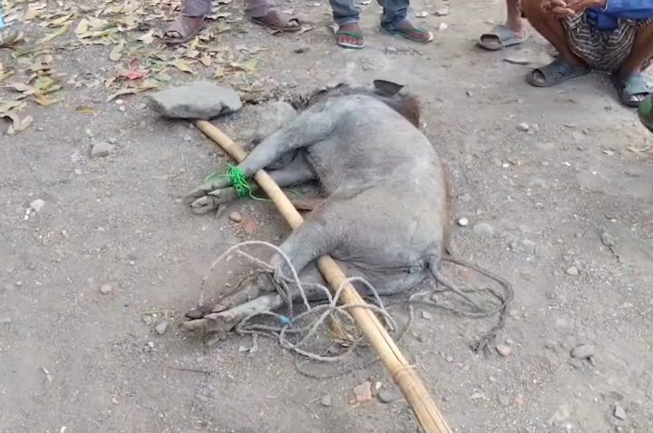 Babi Masuk Permukiman dan Serang Sejumlah Warga, Satu Orang Dilarikan ke Rumah Sakit (Foto : Darfan)
