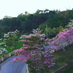 Puluhan pohon tabebuya di Jalan Kota Baru Keandra, Kabupaten Cirebon, Tengah viral dan menjadi pilihan lokasi swafoto gratis bagi masyarakat (Foto : Tangkapan Layar)