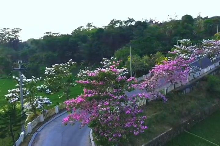 Puluhan pohon tabebuya di Jalan Kota Baru Keandra, Kabupaten Cirebon, Tengah viral dan menjadi pilihan lokasi swafoto gratis bagi masyarakat (Foto : Tangkapan Layar)