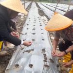 Kabaharkam Polri dan PT Dewanta Global Nusantara Kembangkan Bawang Putih di Majalengka