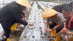 Kabaharkam Polri dan PT Dewanta Global Nusantara Kembangkan Bawang Putih di Majalengka
